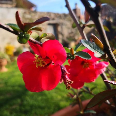 Zia Chiarina Bed & Breakfast San Nicolo Gerrei Eksteriør bilde