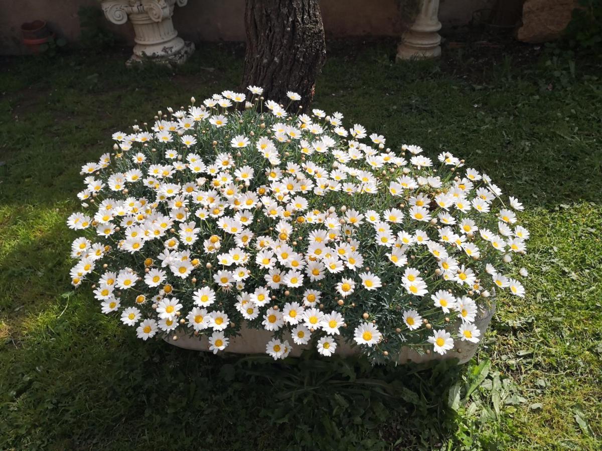 Zia Chiarina Bed & Breakfast San Nicolo Gerrei Eksteriør bilde